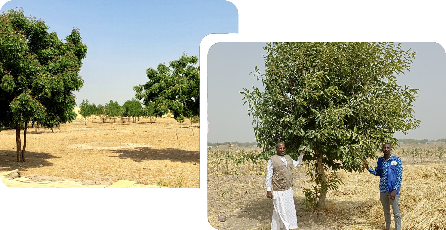 Two charity workers standing beside a fully grown tree in a reforested agricultural field.
