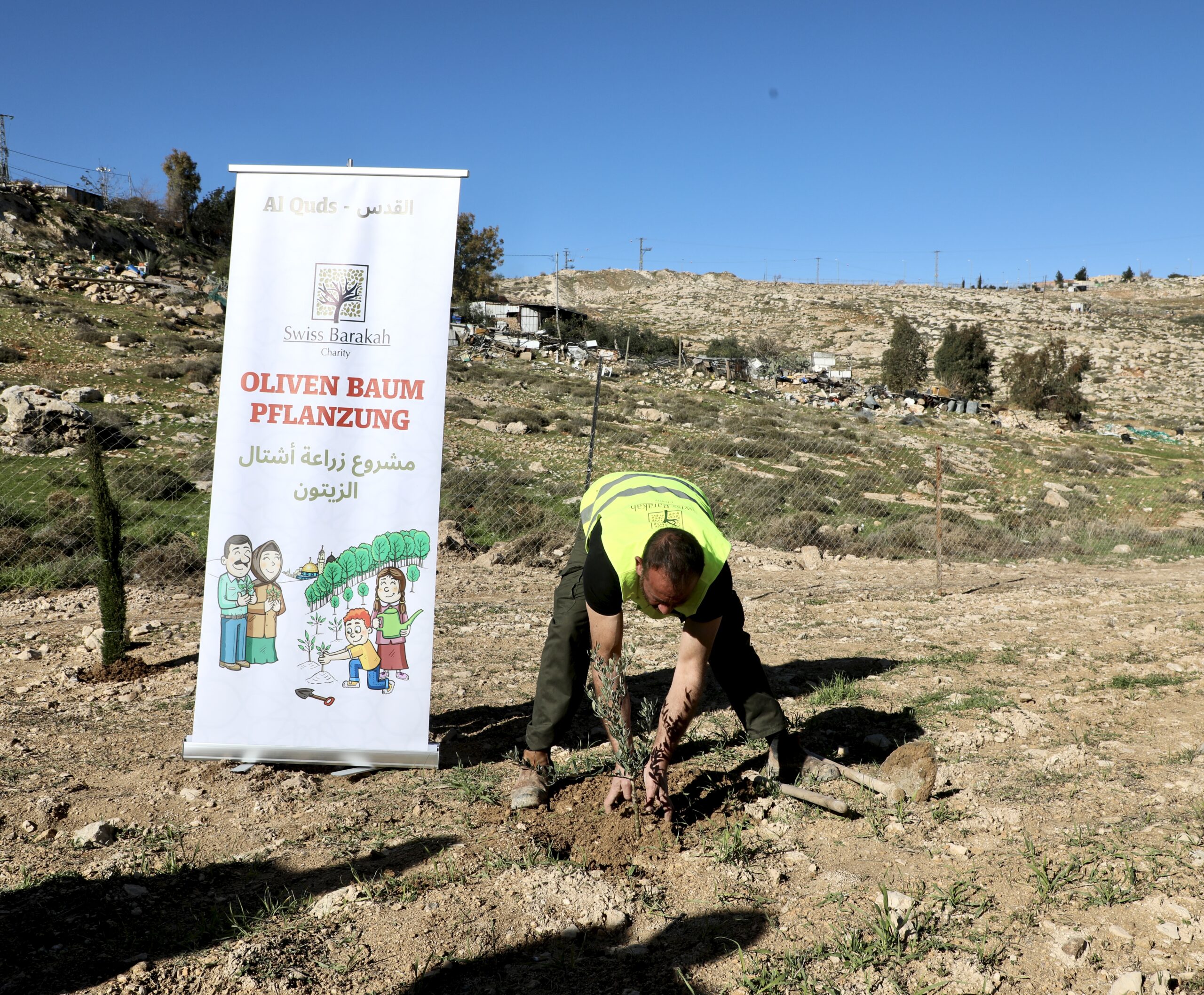 Man planting an olive tree in Quds during a charity donation project.