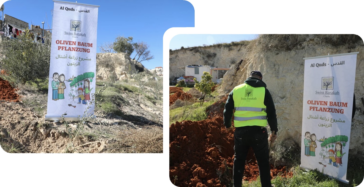 Man planting olive trees in Quds as a Barakah charity project.